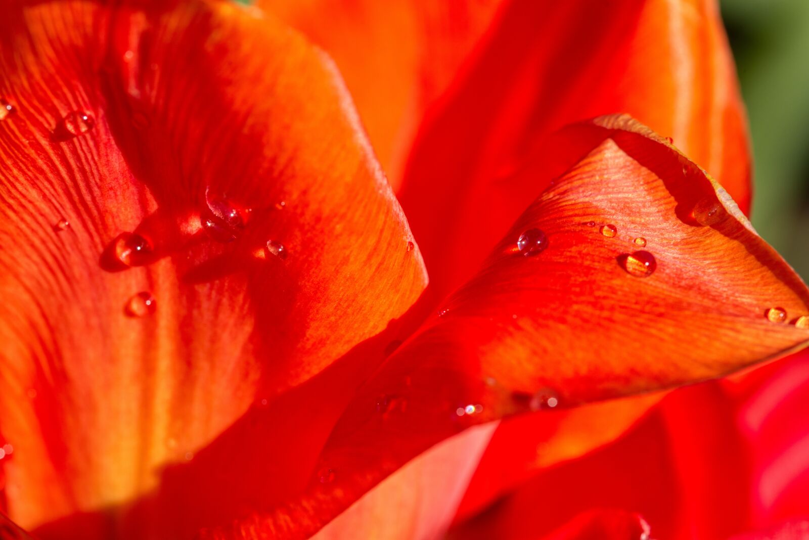 Nikon D750 sample photo. Tulip, flower, blossom photography