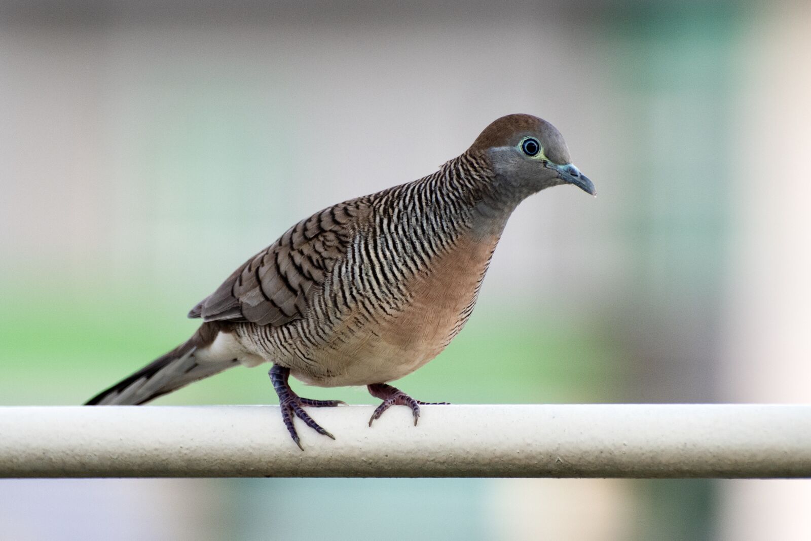 Nikon D7500 sample photo. Zebra dove, barred ground photography