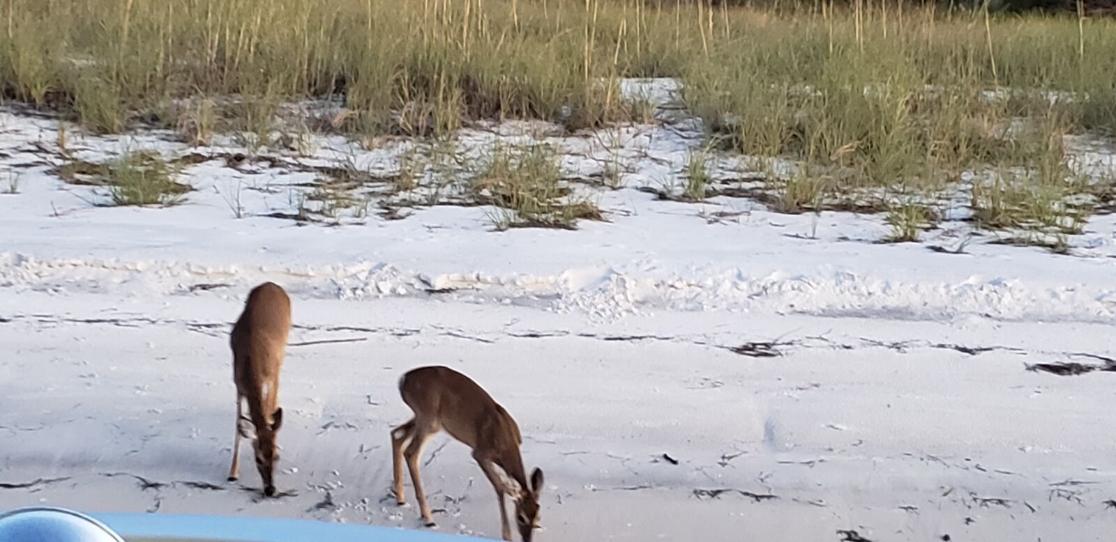 Samsung Galaxy S9 sample photo. Deer, beach, wildlife photography