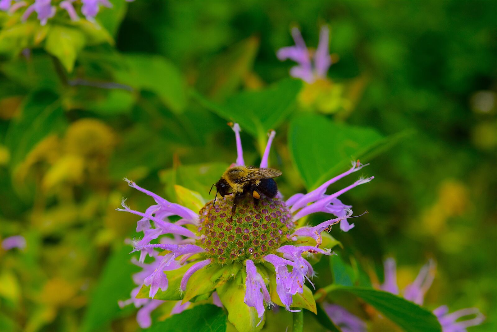 Nikon D3300 sample photo. Bee, bumble bee, flower photography