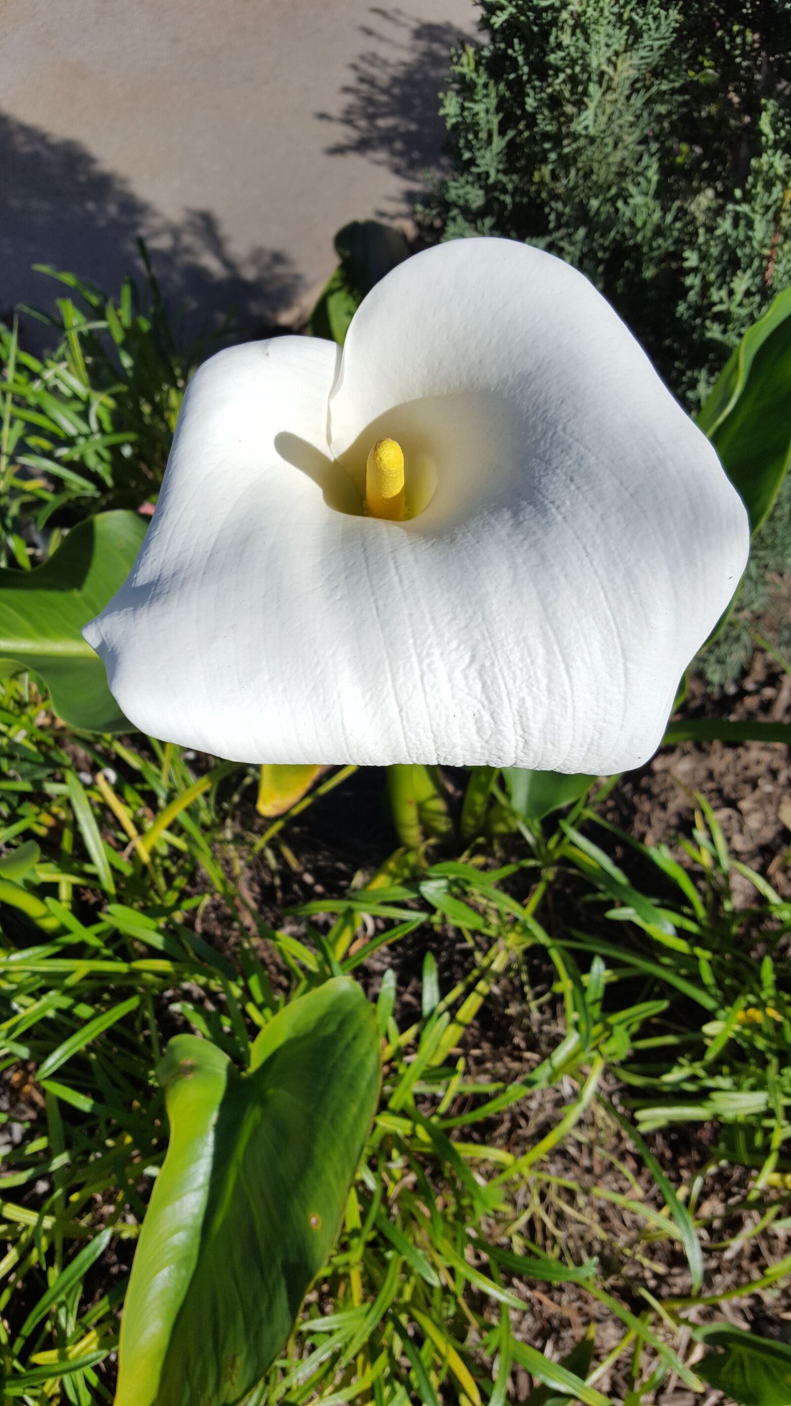 Samsung Galaxy S6 sample photo. Calla lily, flower, garden photography