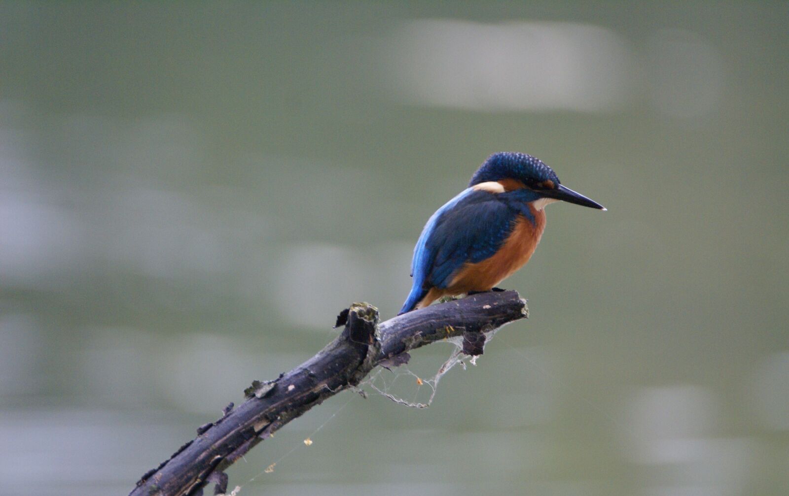 Sony Alpha DSLR-A100 sample photo. Kingfisher, nature, water birds photography