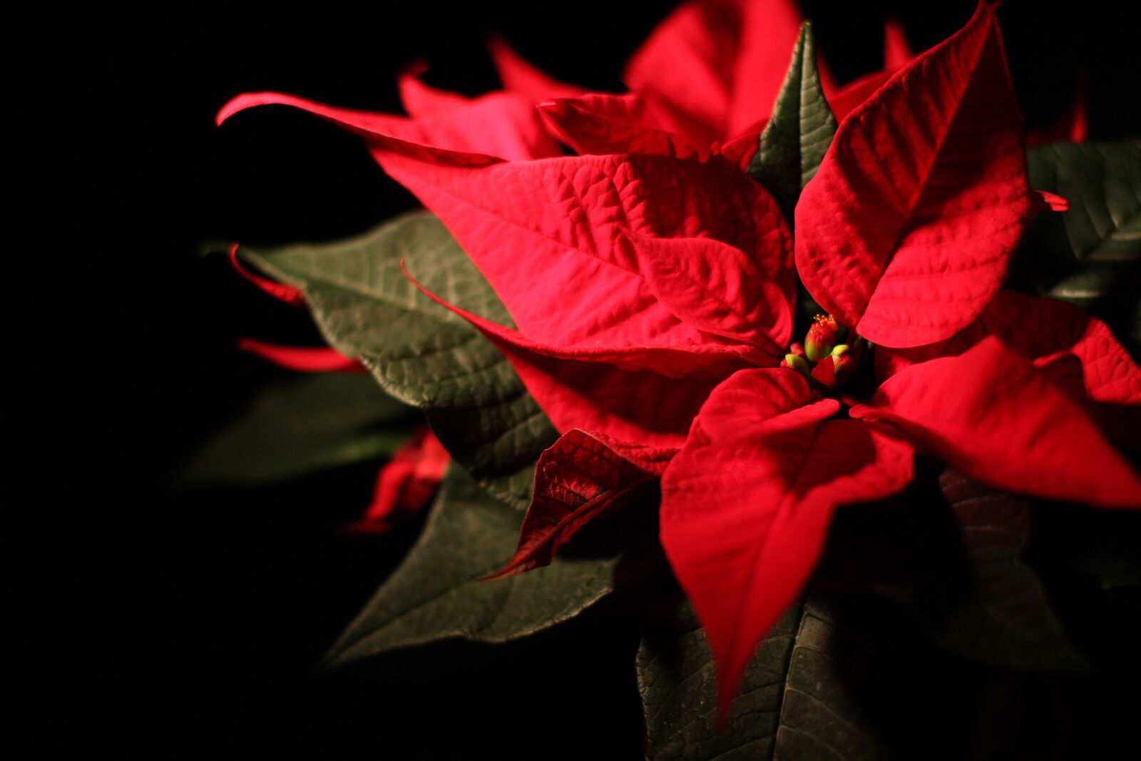 Canon EOS 40D sample photo. Christmas, poinsettia, christmas decoration photography