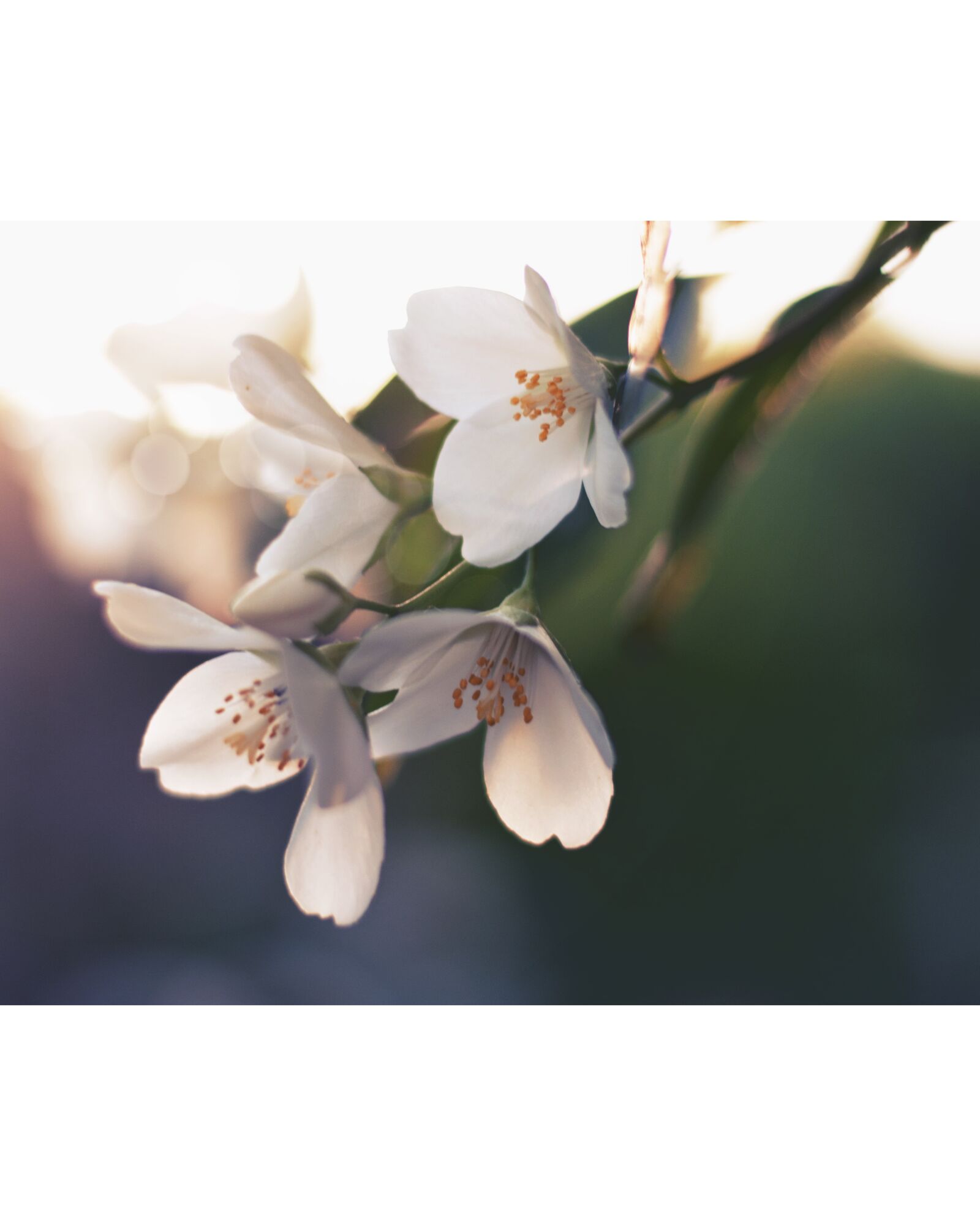 Nikon D90 sample photo. Green, plant, nature photography