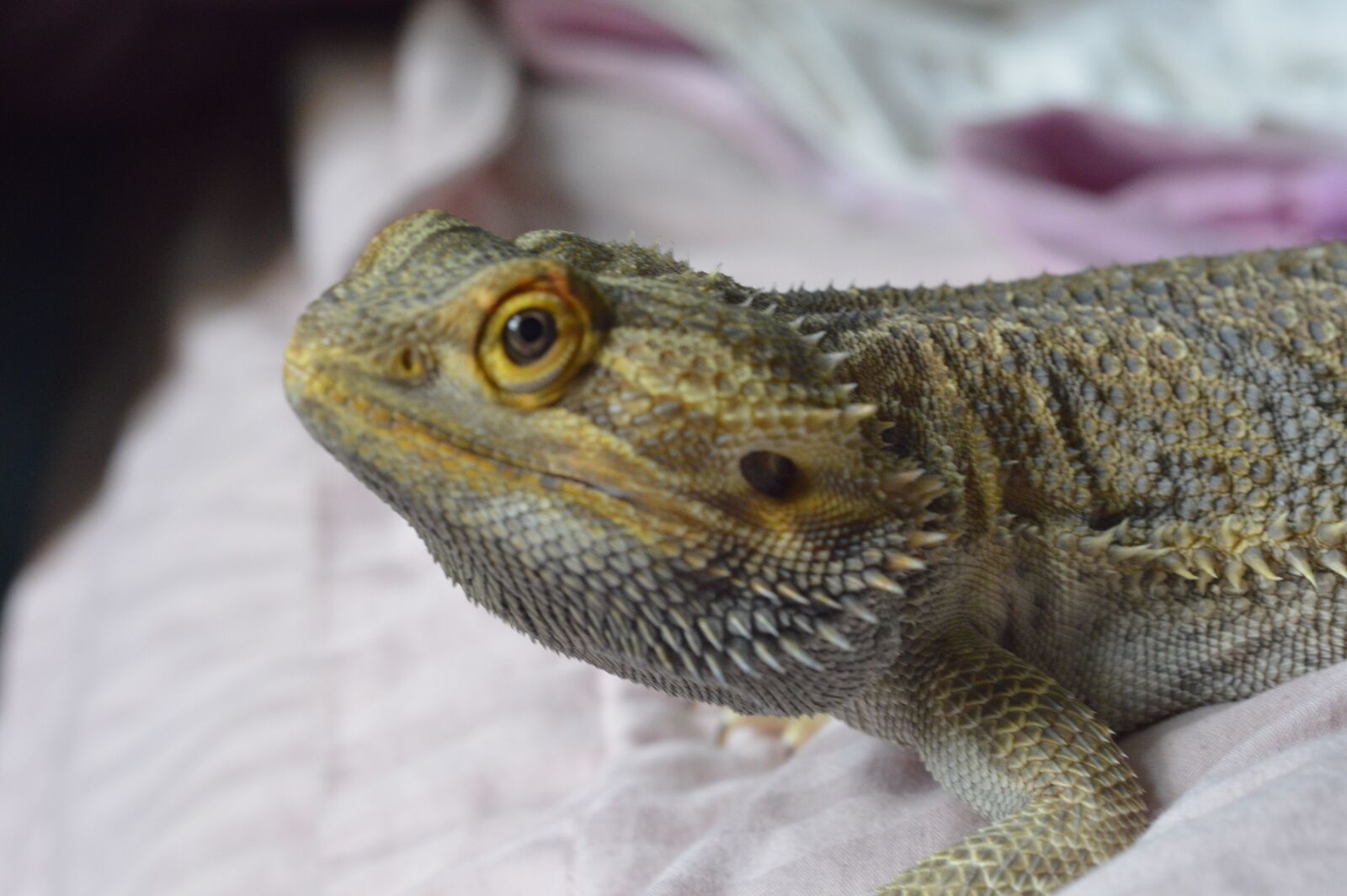 Nikon D3200 sample photo. Dragon, reptile, animal photography