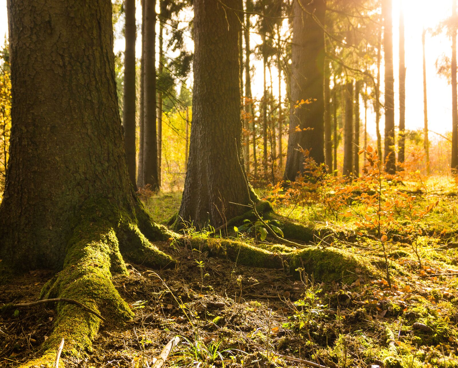 Sony E 16-50mm F3.5-5.6 PZ OSS sample photo. Forest, winter, autumn photography