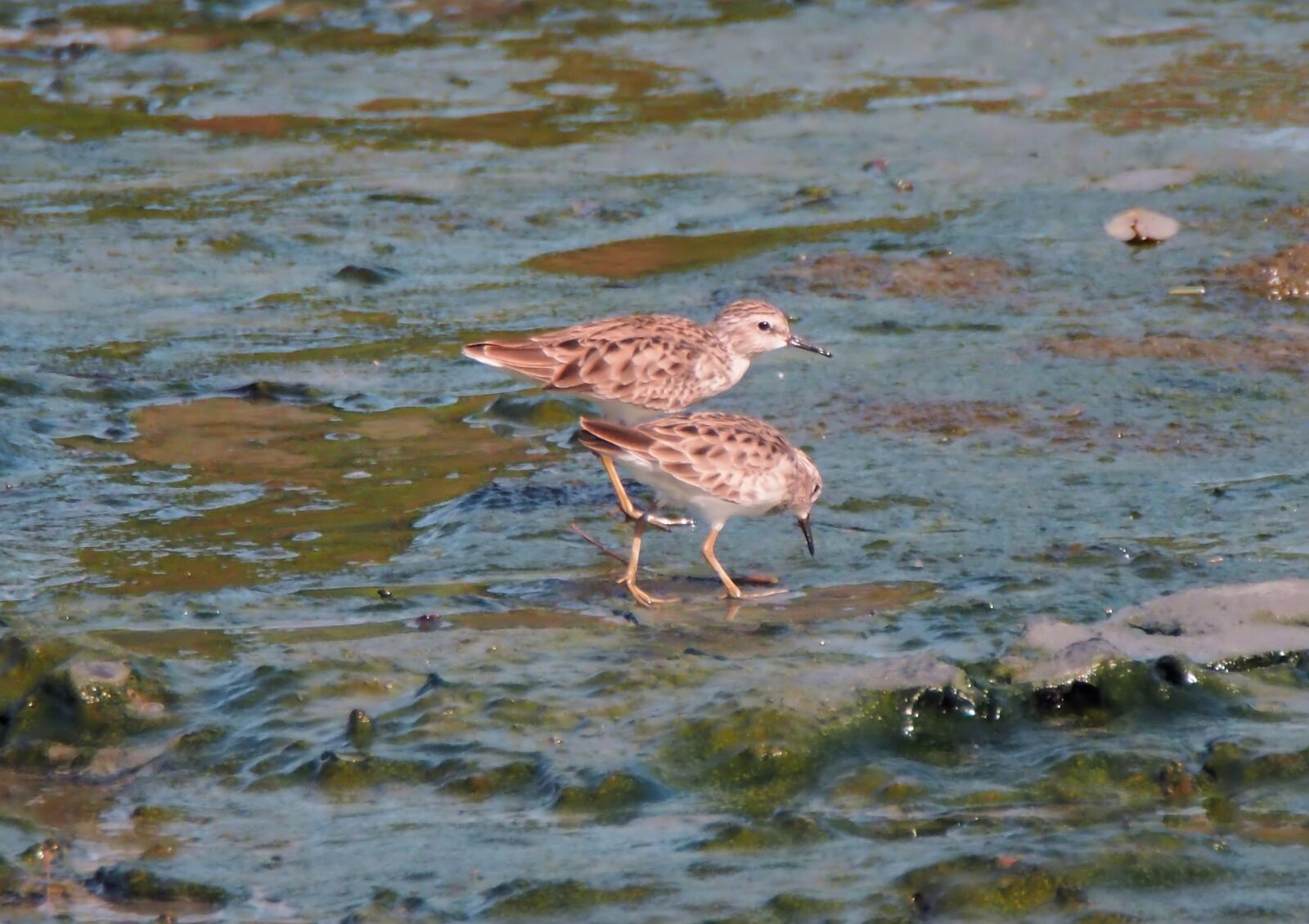 Olympus OM-D E-M1 sample photo. Migratory bird, seasonal, visitors photography