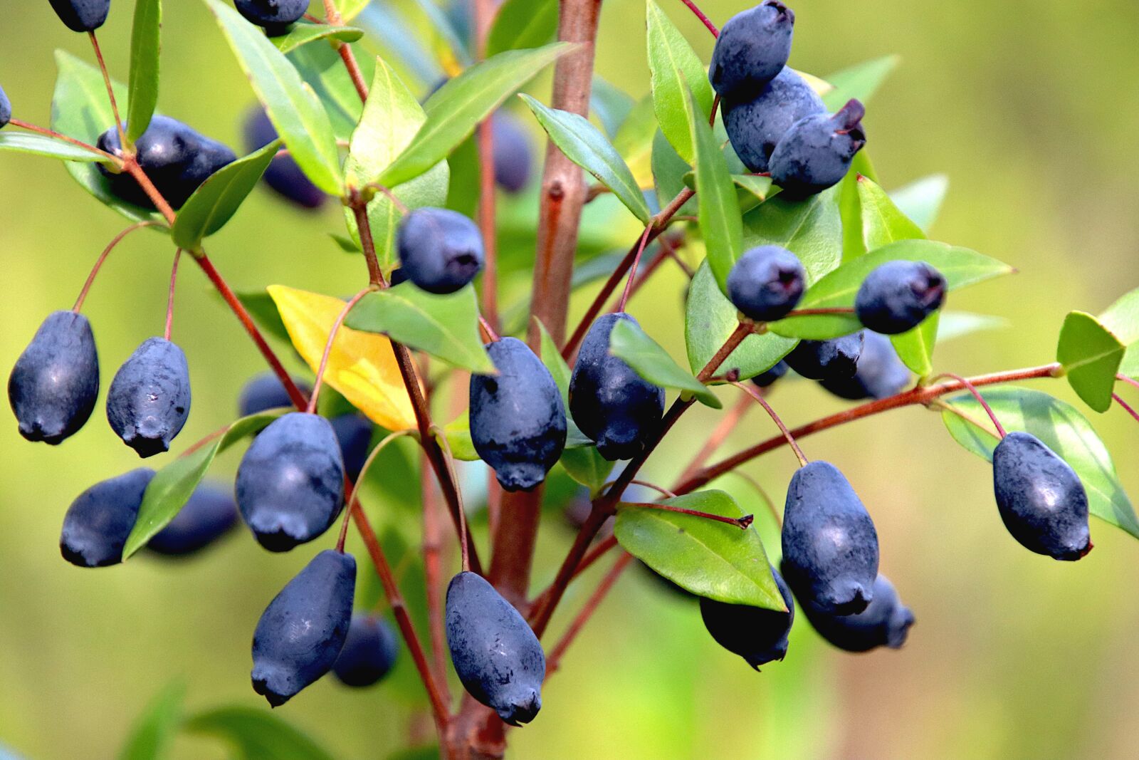 Canon EOS 800D (EOS Rebel T7i / EOS Kiss X9i) sample photo. Fruit, color blue-black, shrub photography