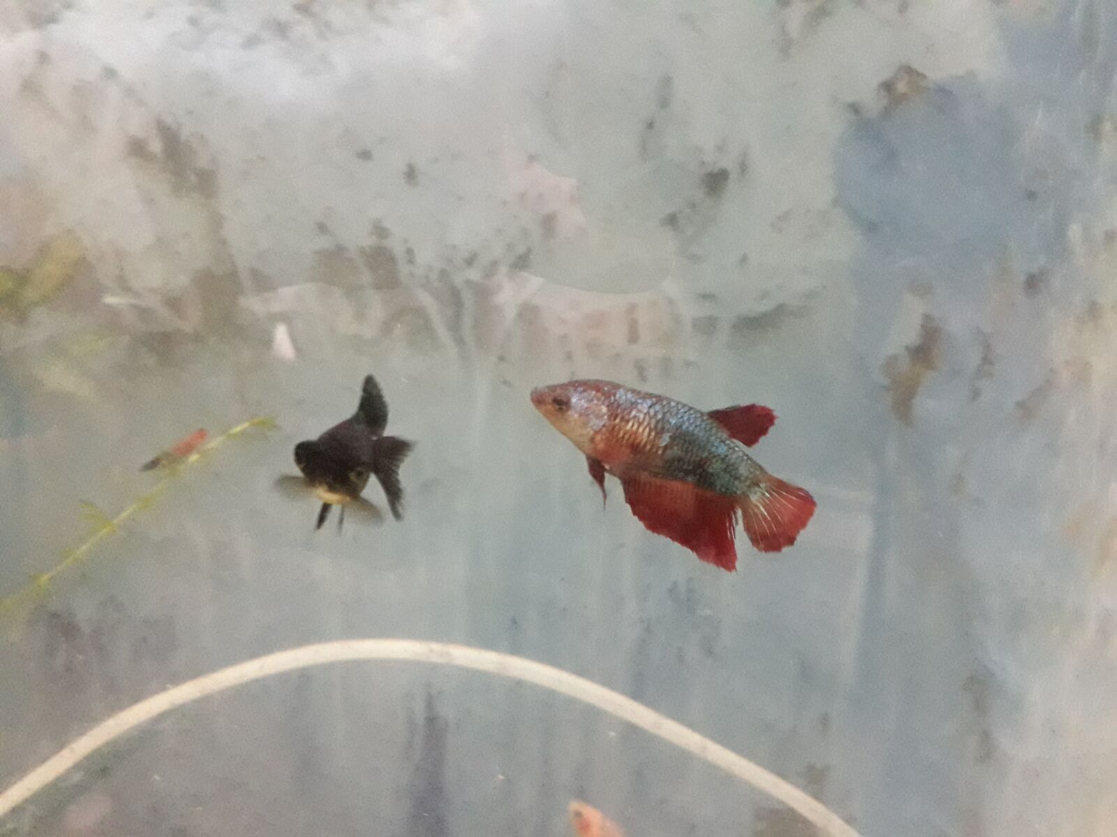 Samsung Galaxy J6 sample photo. Fish, aquarium, water photography