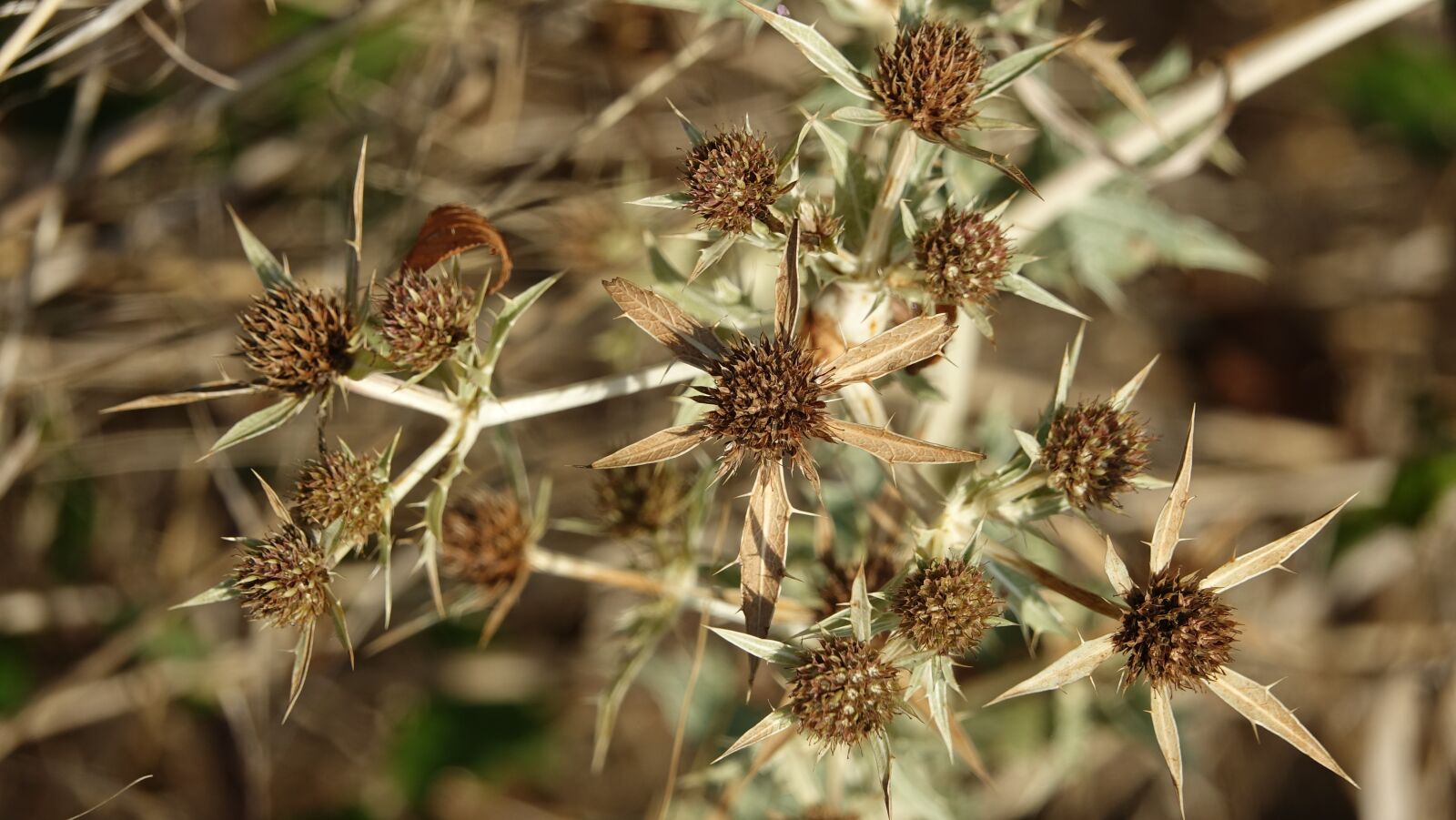 Sony Cyber-shot DSC-RX10 III sample photo. Nature, thistle wild, country photography