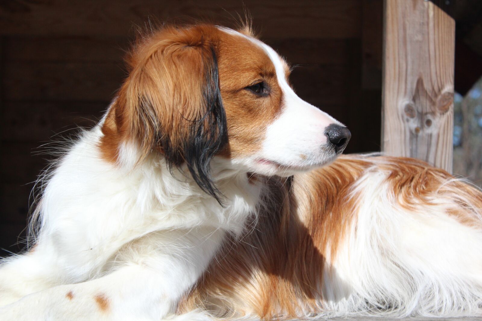 Canon EOS 600D (Rebel EOS T3i / EOS Kiss X5) sample photo. Koikerhondje, dog, holland photography