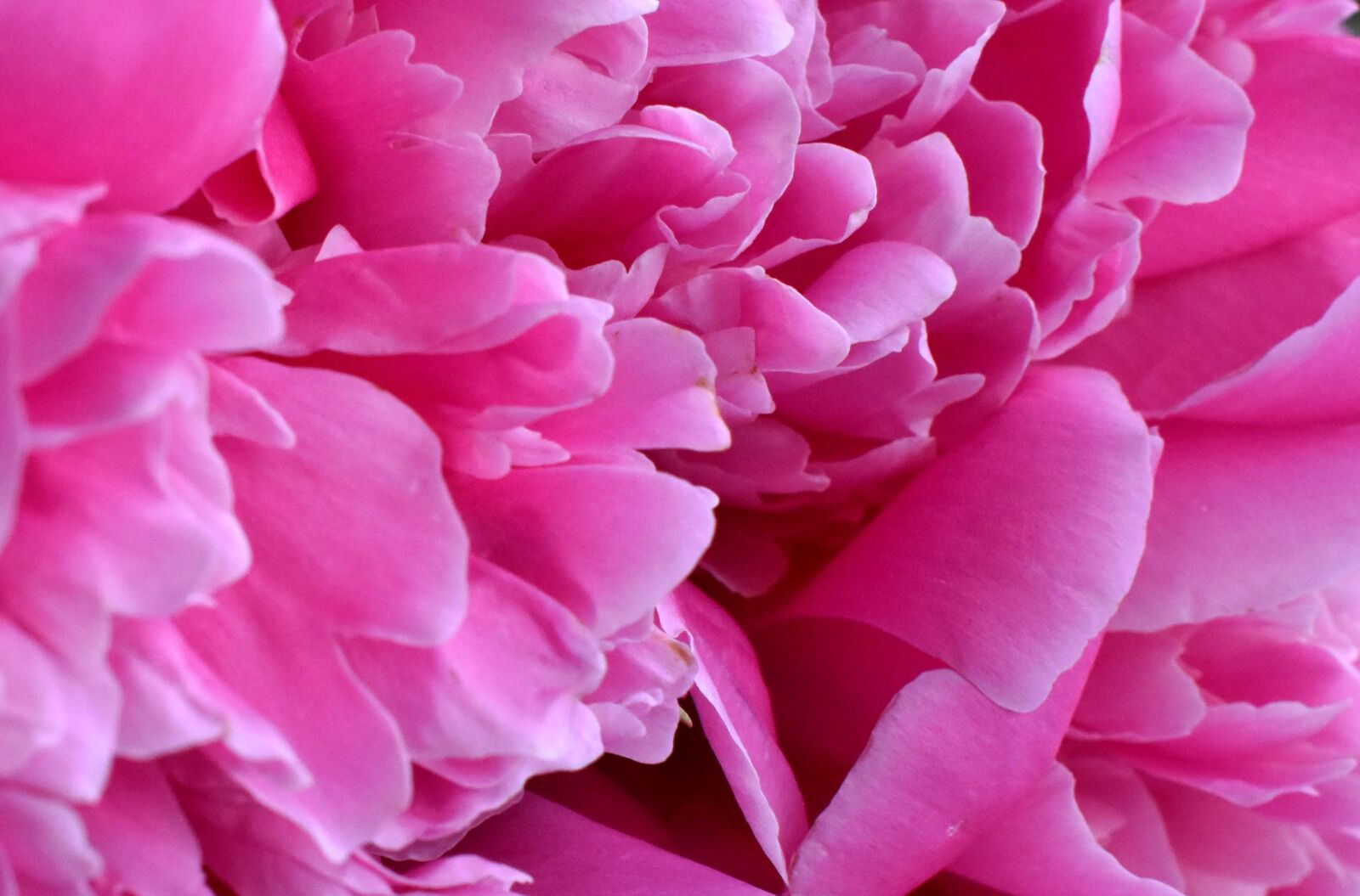 Nikon D3400 sample photo. Peony, bud, gentle photography