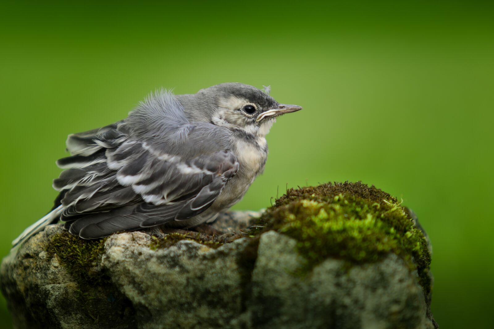 Canon EOS 5D Mark IV + Canon EF 70-200mm F2.8L USM sample photo. Wagtail, chick, birds photography