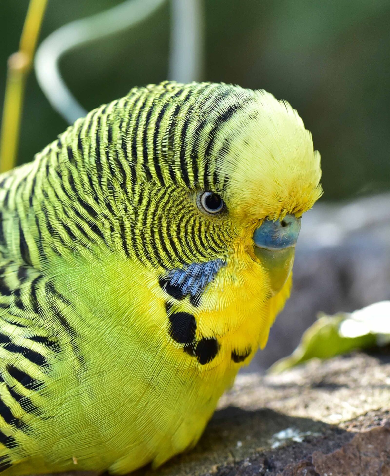 Nikon D750 sample photo. Bird, budgie, green photography