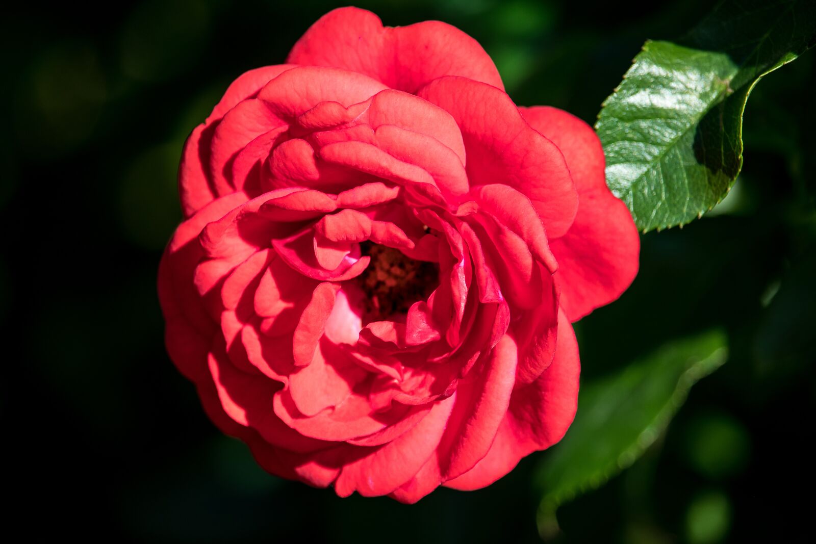 Canon EF-S 55-250mm F4-5.6 IS STM sample photo. Rose, plant, ornamental plant photography
