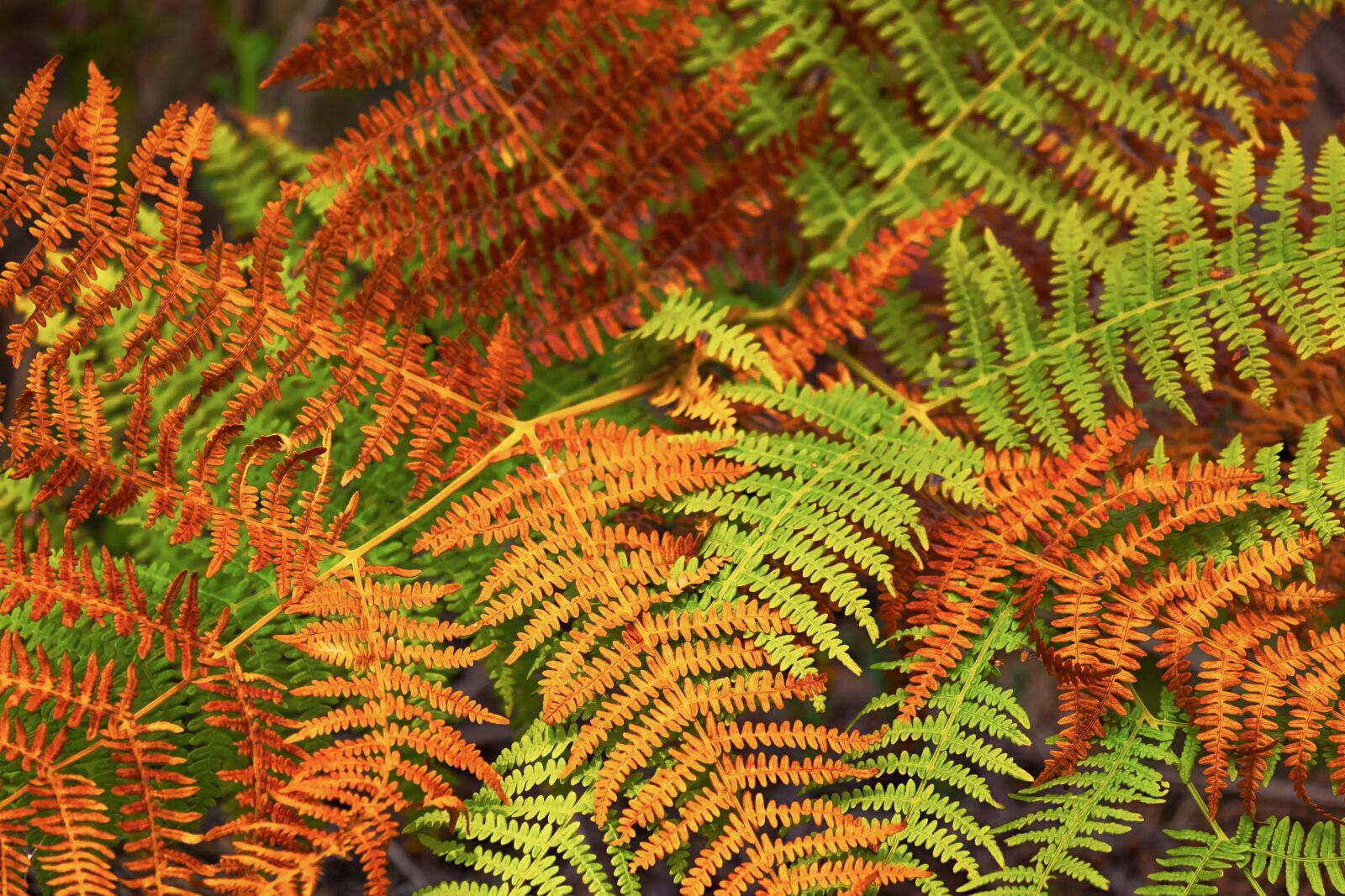 Fujifilm XF 55-200mm F3.5-4.8 R LM OIS sample photo. Fern, colorful, plant photography