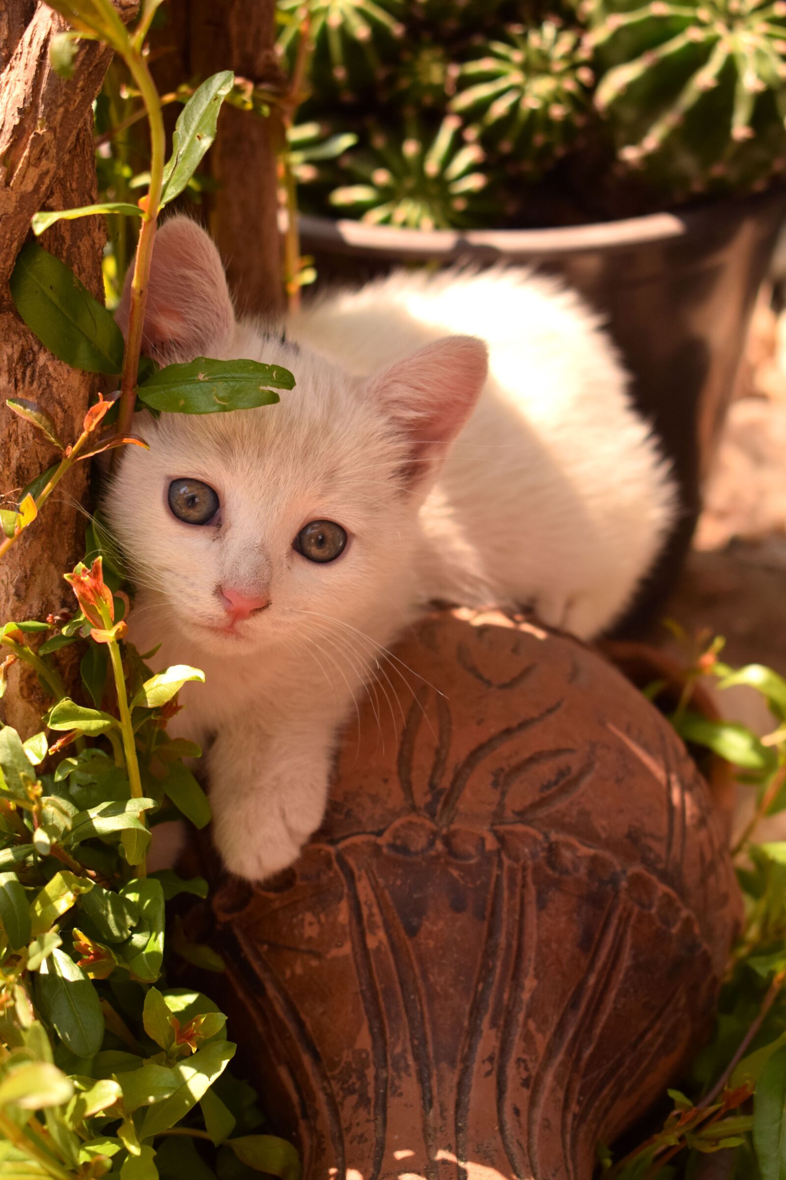 Nikon D3300 sample photo. Cat, young, kitten photography