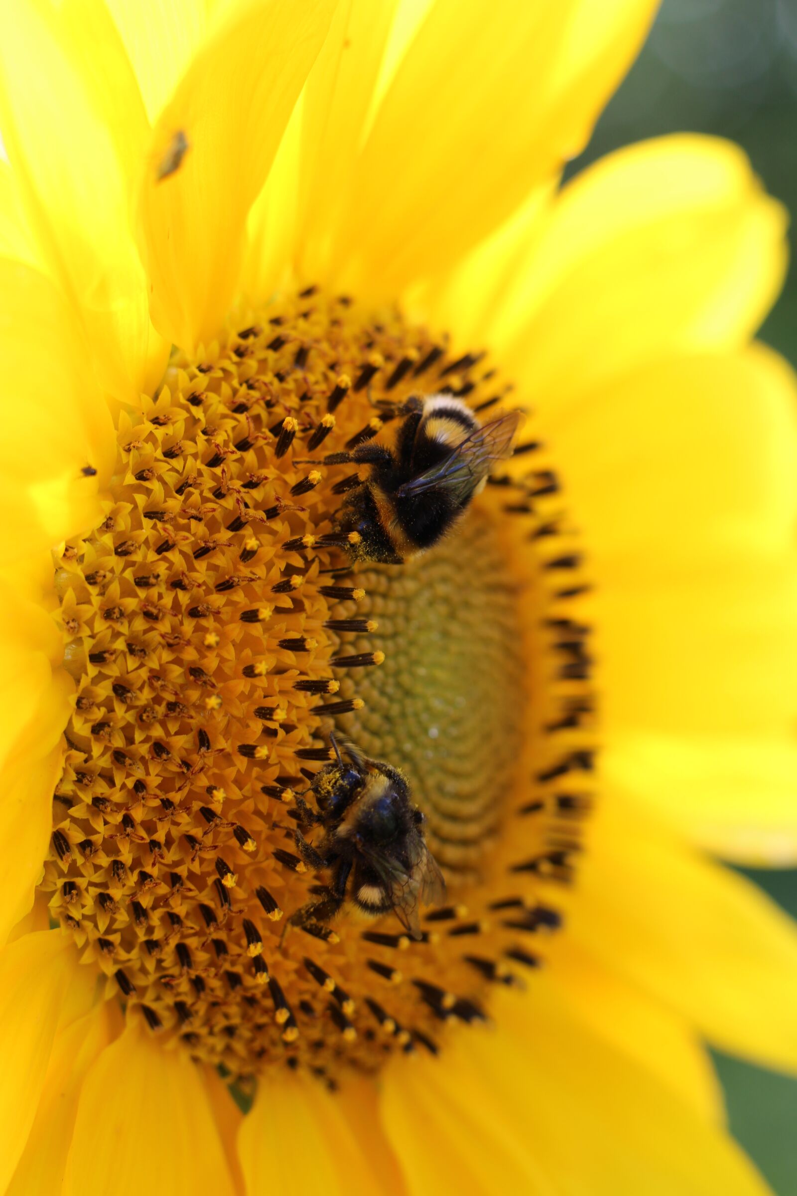 Canon EOS 1200D (EOS Rebel T5 / EOS Kiss X70 / EOS Hi) sample photo. Sunflower, bumblebees, plant photography