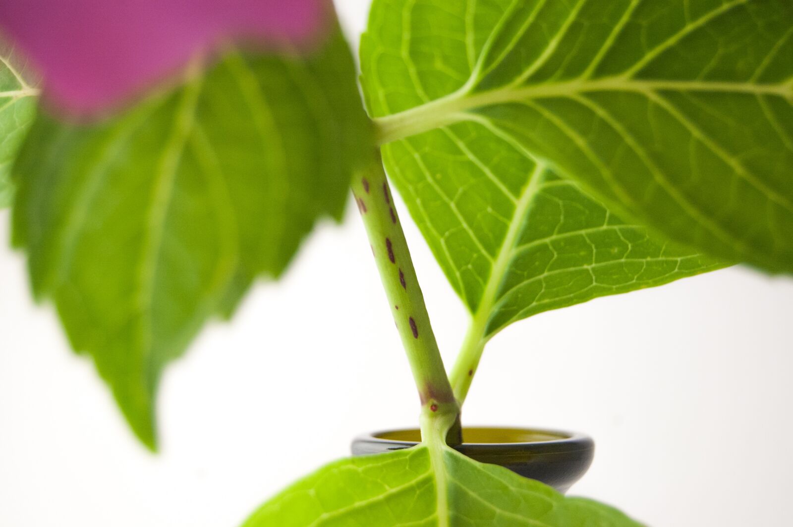 Nikon D40 sample photo. Flower, hydrangea, vase photography