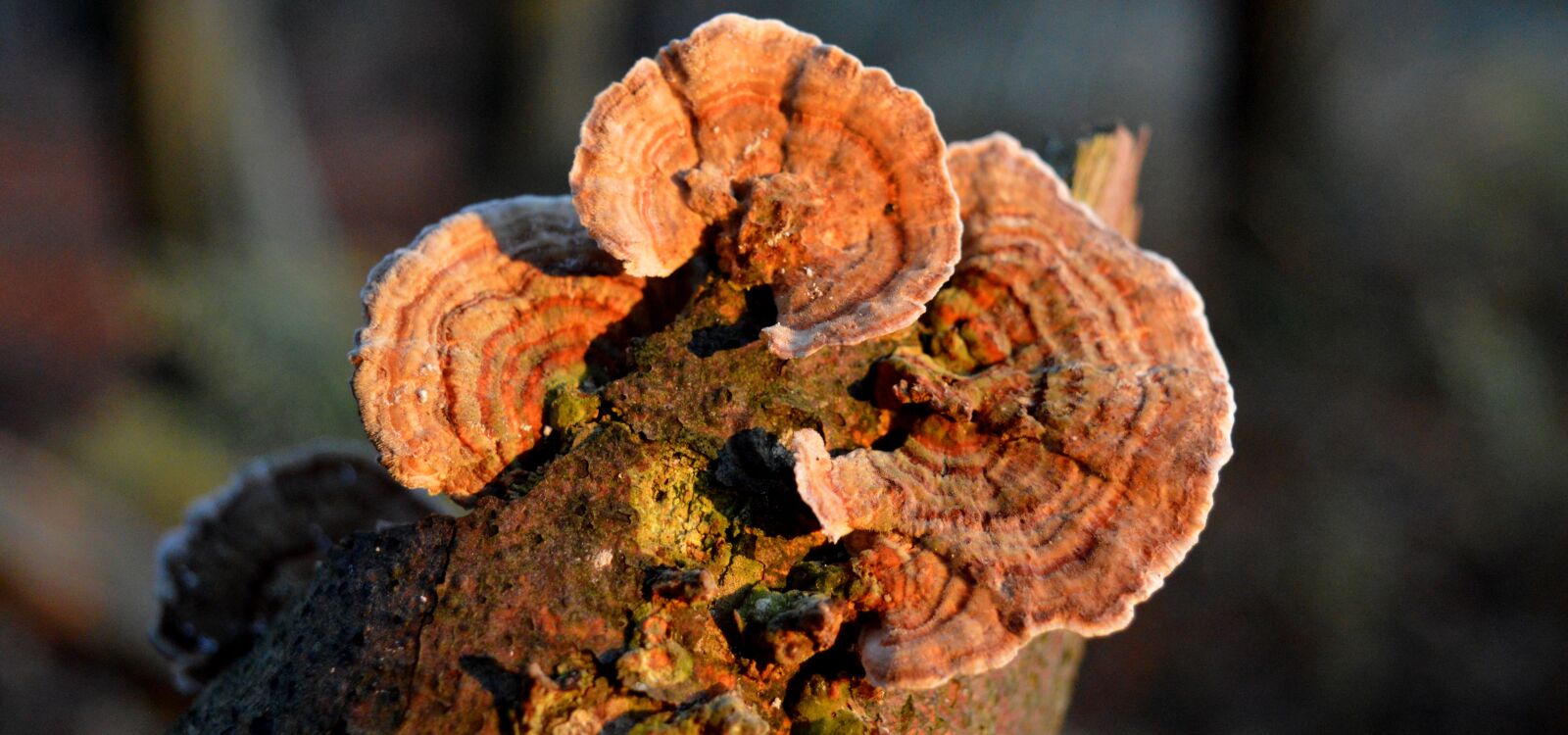 Nikon D3200 sample photo. Tree fungi, branch, tribe photography