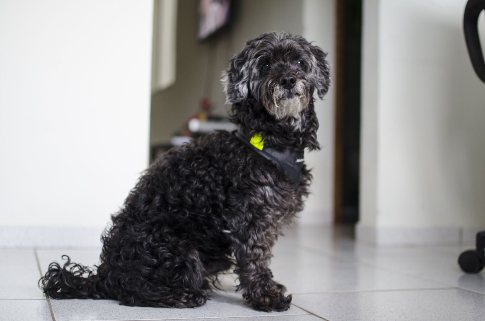 Nikon D5100 sample photo. Dog, old dog, animal photography