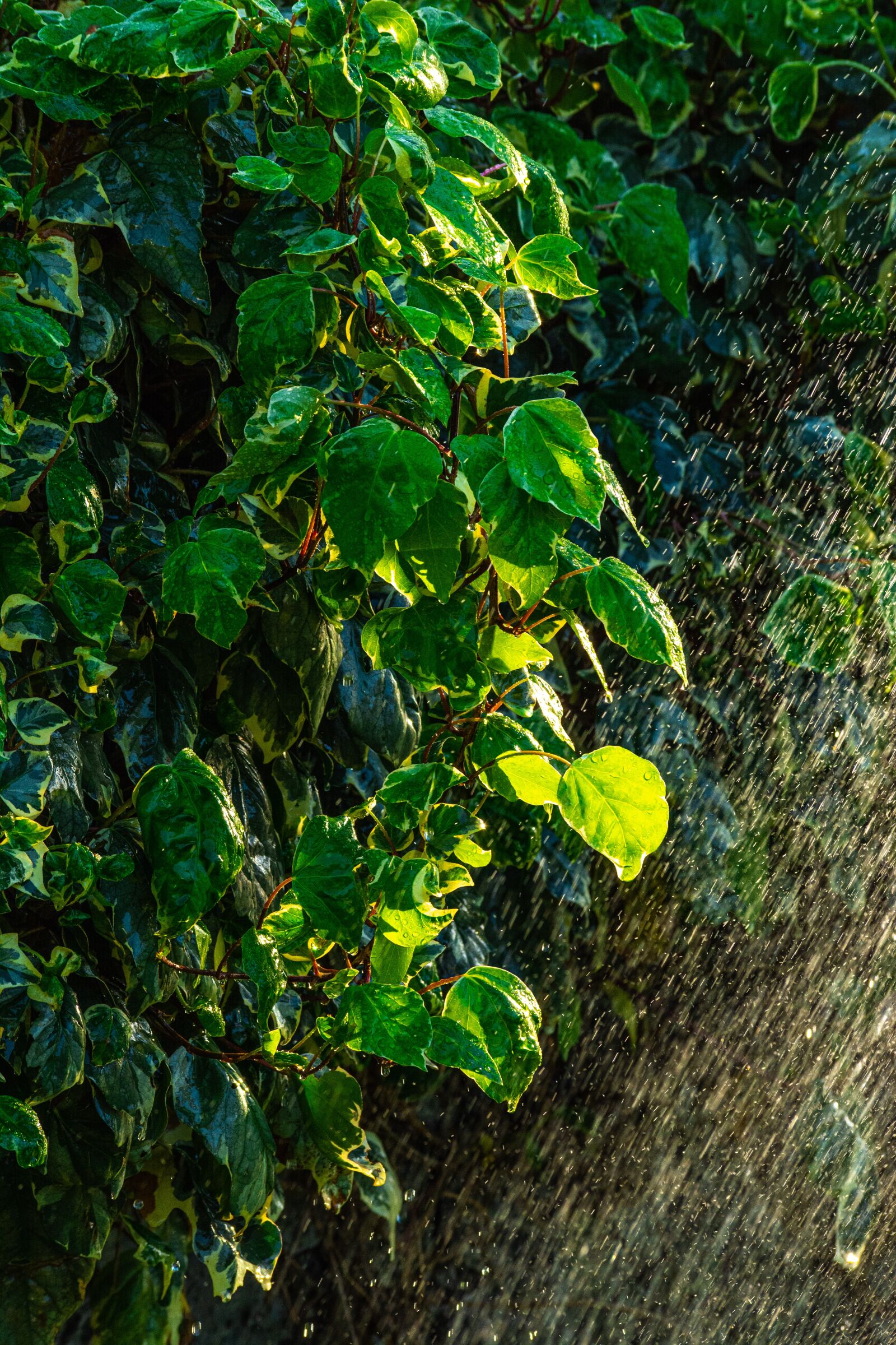 Nikon D5200 sample photo. Green, garden, fresh photography