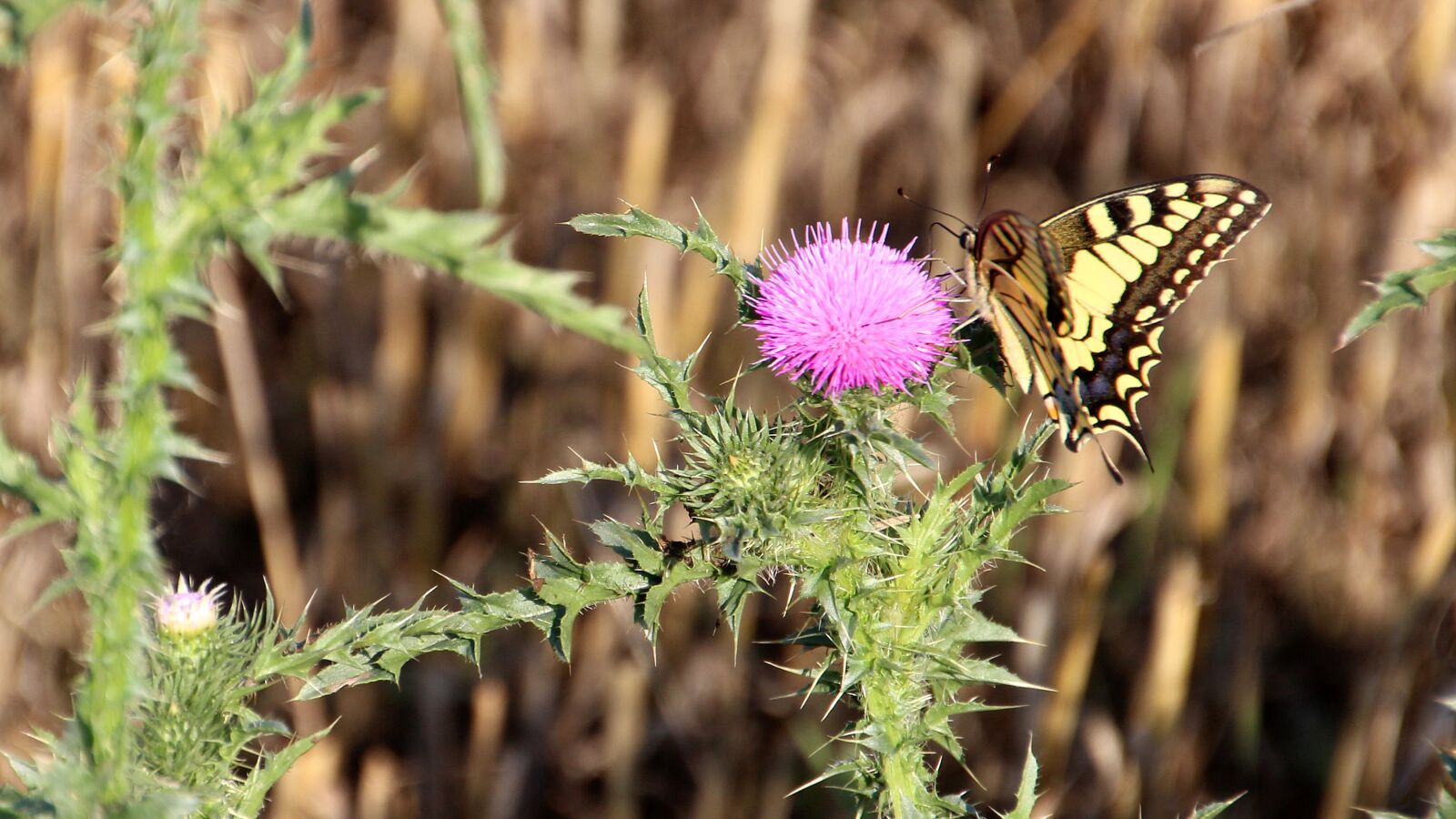 Canon EOS 600D (Rebel EOS T3i / EOS Kiss X5) sample photo. Butterfly, meadow, nature photography