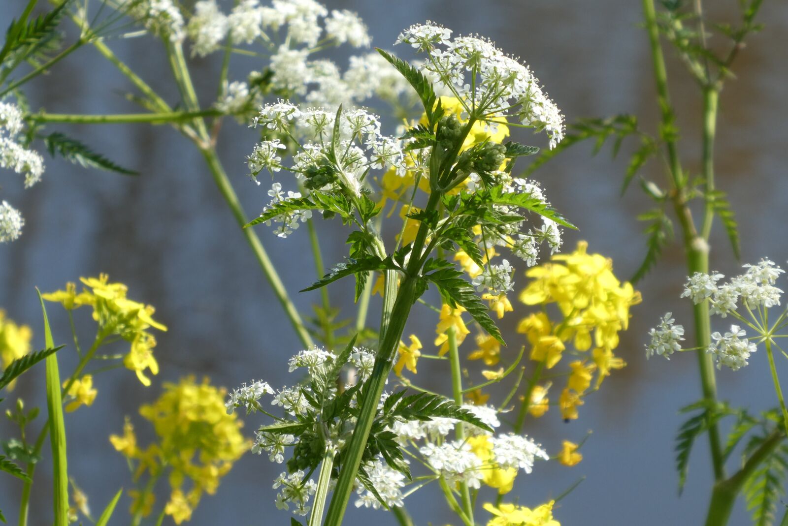 Panasonic Lumix DC-ZS70 (Lumix DC-TZ90) sample photo. Flutes herb, rapeseed, weeds photography