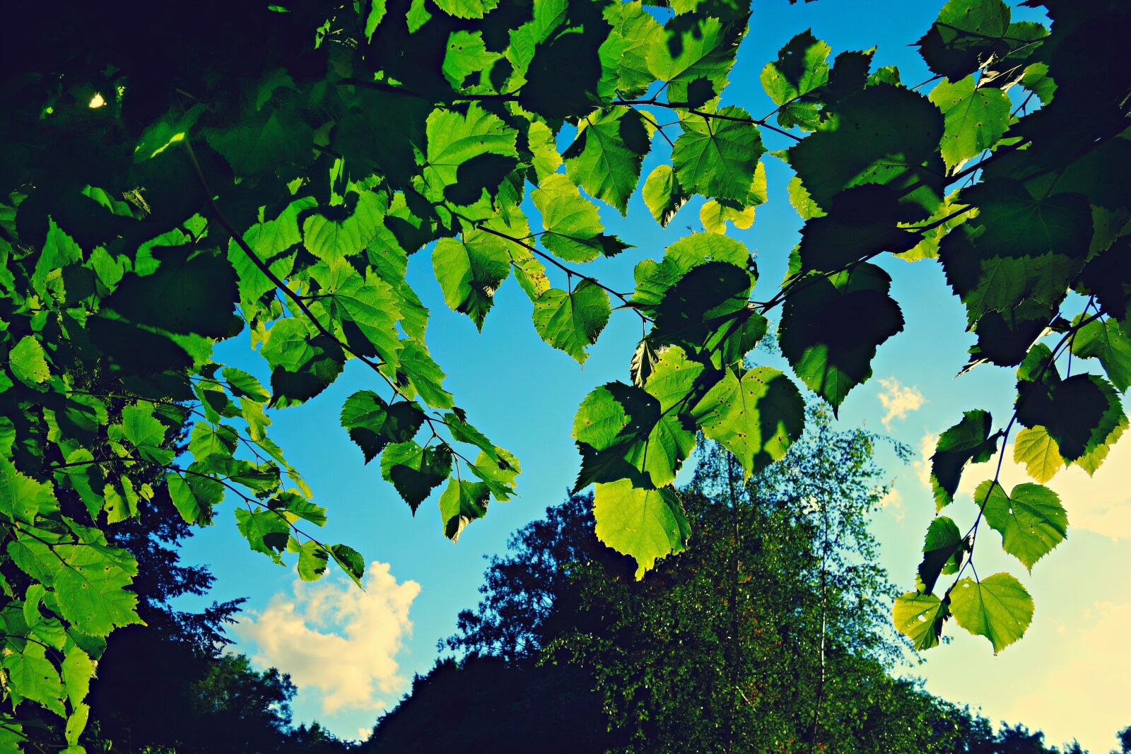 Sony Cyber-shot DSC-RX100 sample photo. Leaves, foliage, forest photography