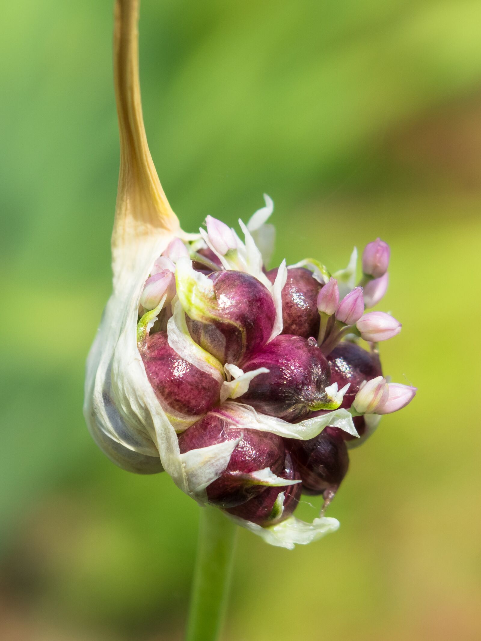 Canon PowerShot G3 X sample photo. Age root, garlic, tuber photography