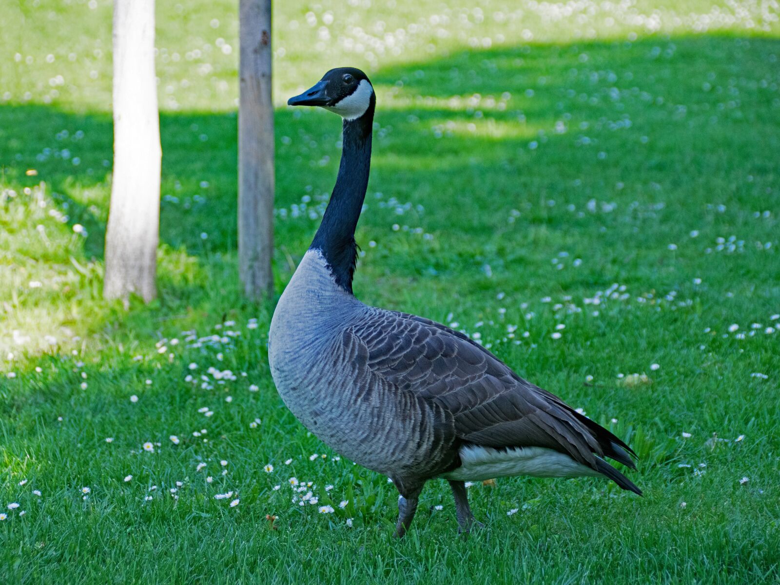 Nikon D5300 sample photo. Canada goose, goose, branta photography