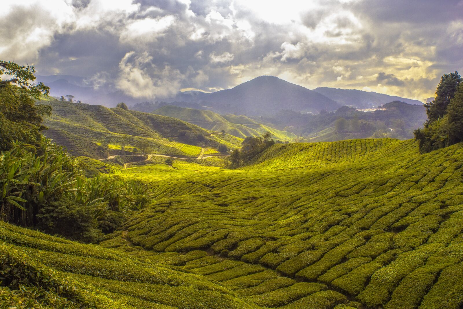 Canon EOS 60D sample photo. Agriculture, tea plantation, cropland photography