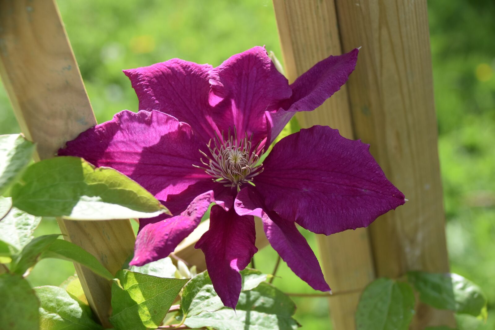 Nikon D5600 sample photo. Flower, clematis, green leaves photography