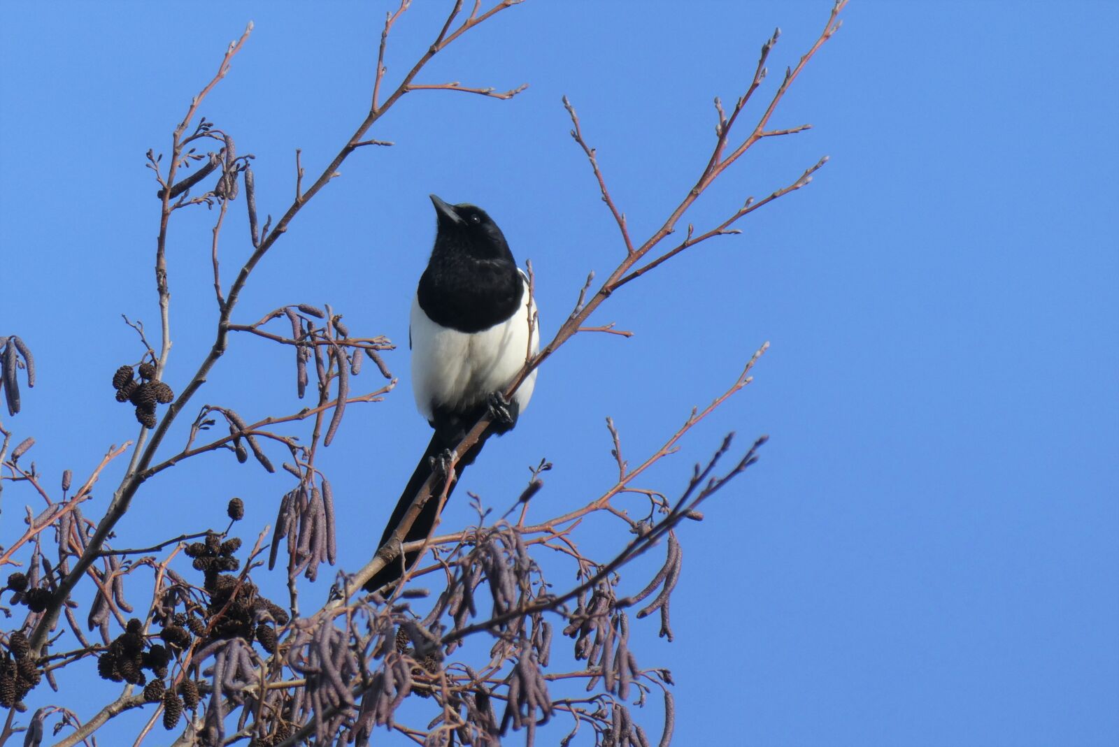 Panasonic Lumix DC-ZS70 (Lumix DC-TZ90) sample photo. Magpie, tree, winter photography