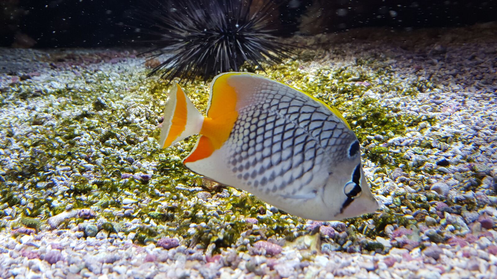 Samsung GALAXY S6 edge sample photo. Fish, aquarium, exotic photography