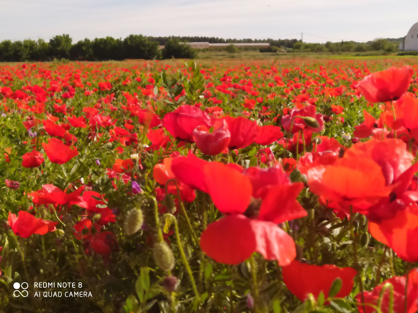 Xiaomi Redmi Note 8 sample photo. Field, poppies, day photography