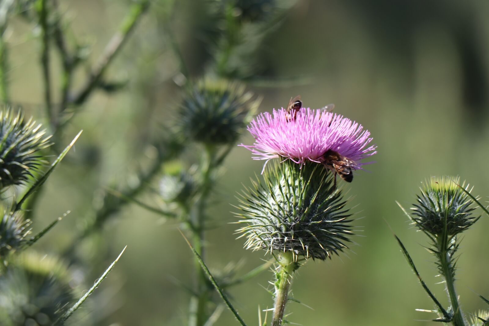 Canon EF-S 18-135mm F3.5-5.6 IS USM sample photo. Bee, flower, insect photography