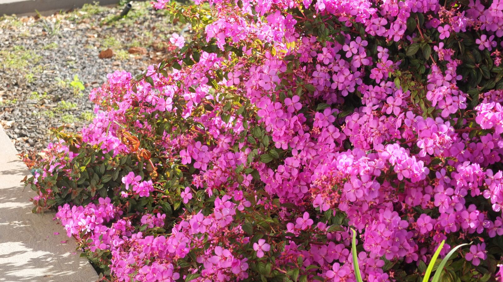 Fujifilm X10 sample photo. Flowers, bloom, pink photography