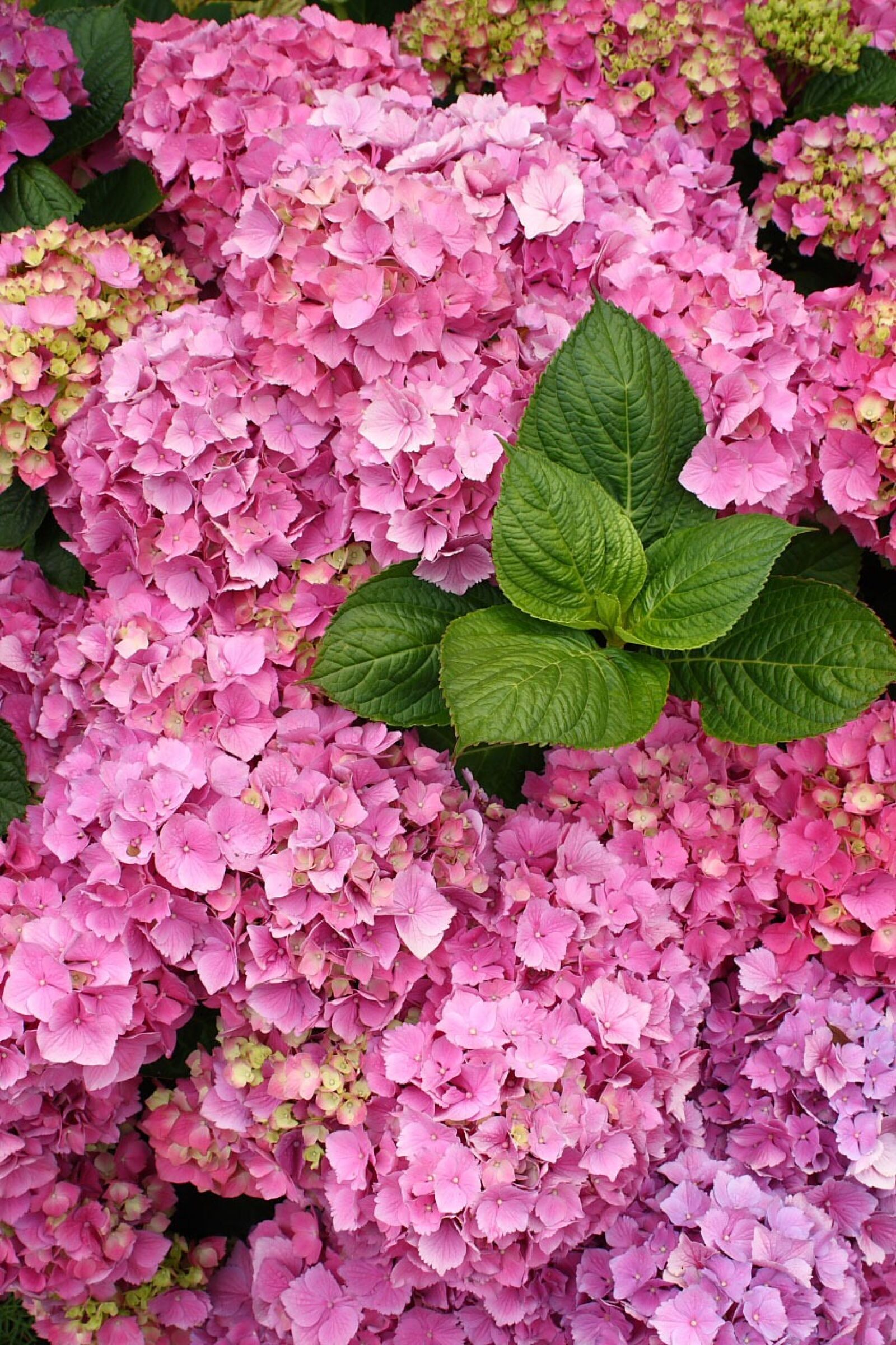Canon EOS 400D (EOS Digital Rebel XTi / EOS Kiss Digital X) sample photo. Hydrangea, flower, bloom photography