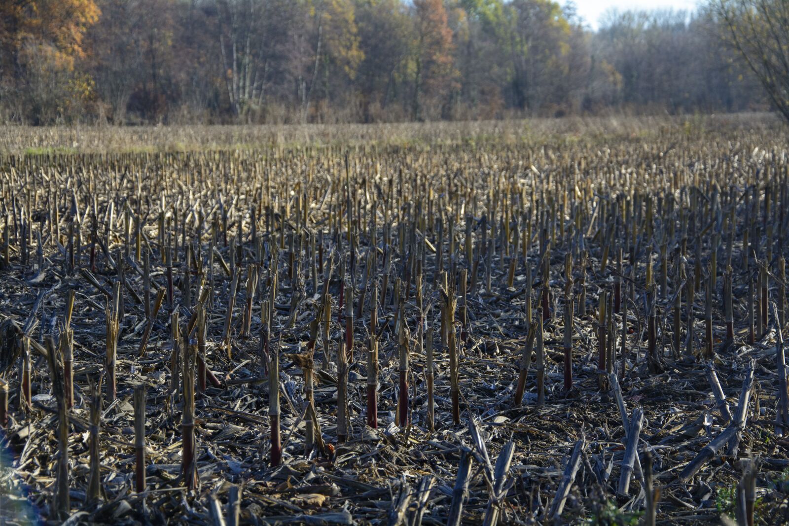 Nikon D7100 sample photo. Cornfield, autumn, stubble photography