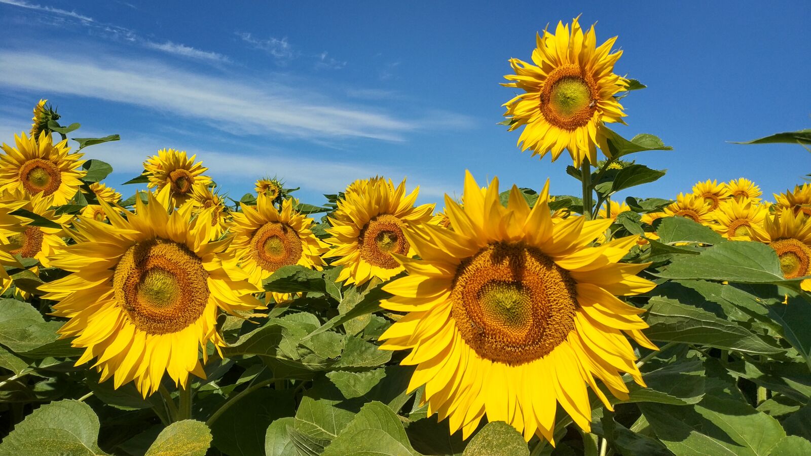 Xiaomi Mi MIX 2 sample photo. Flower, nature, sunflowers photography