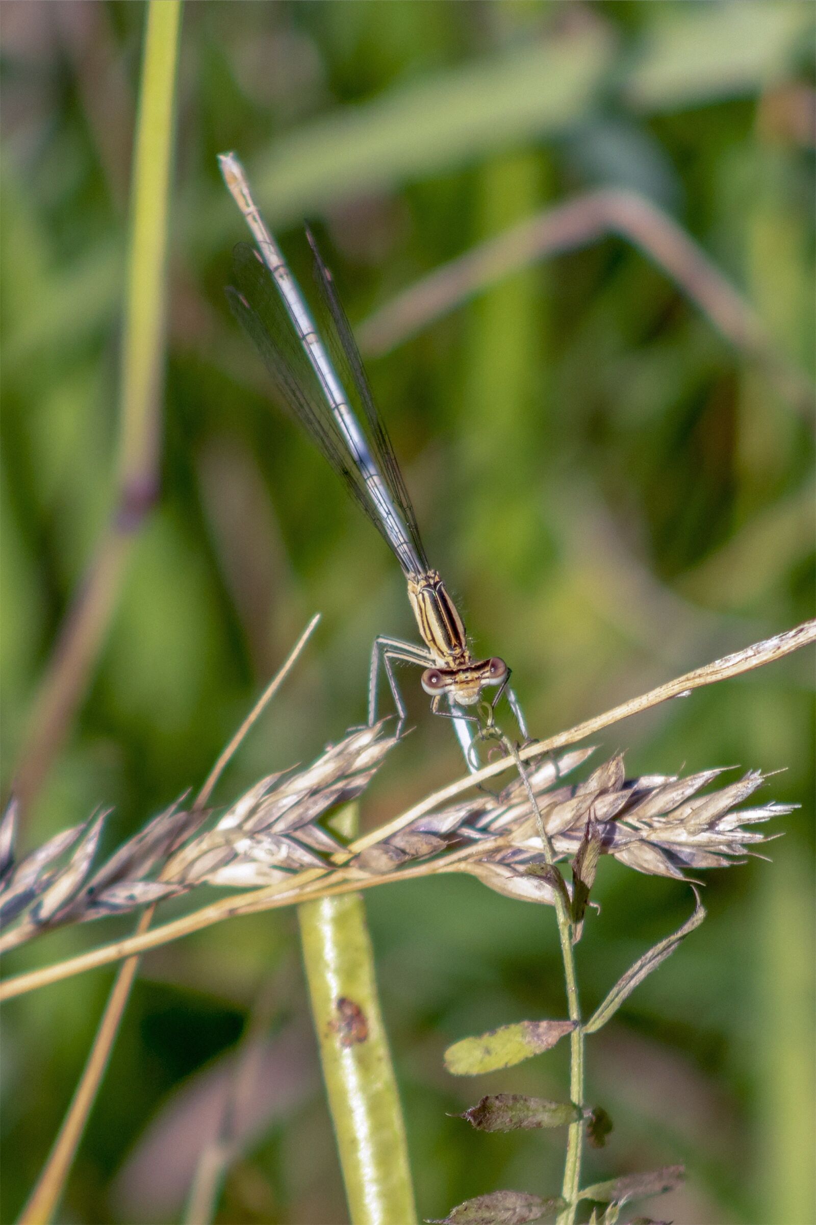 Canon EF75-300mm f/4-5.6 sample photo. Dragonfly, insect, macro photography