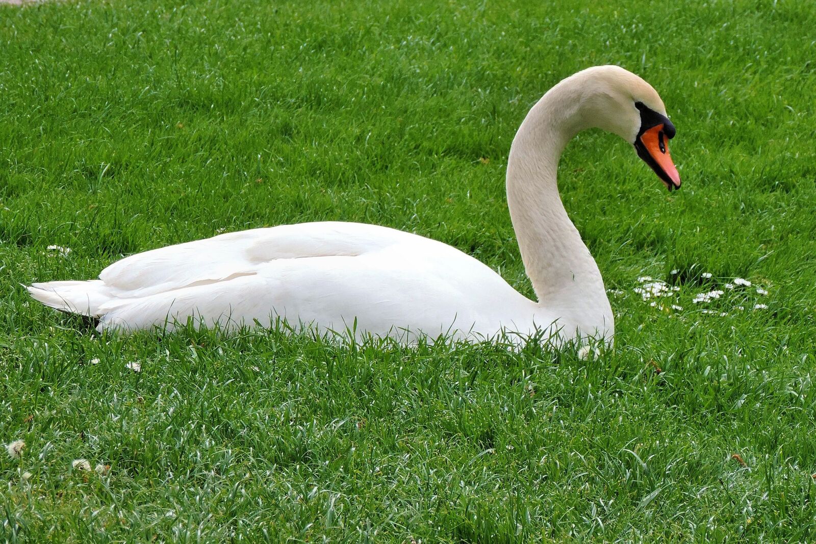 Nikon Coolpix P520 sample photo. Mute swan, swan, meadow photography