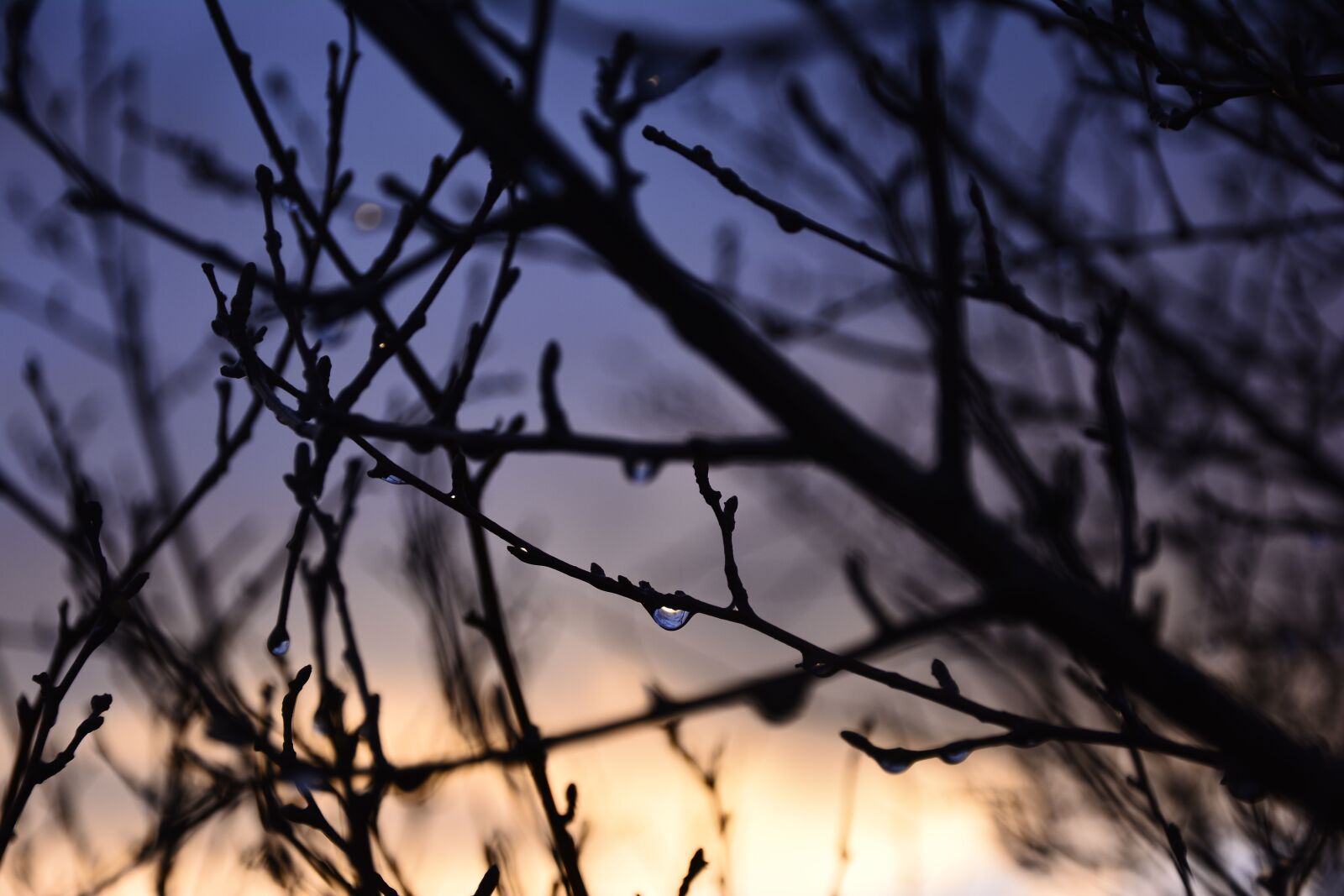 Nikon D7100 sample photo. Rain, drop, brunches photography