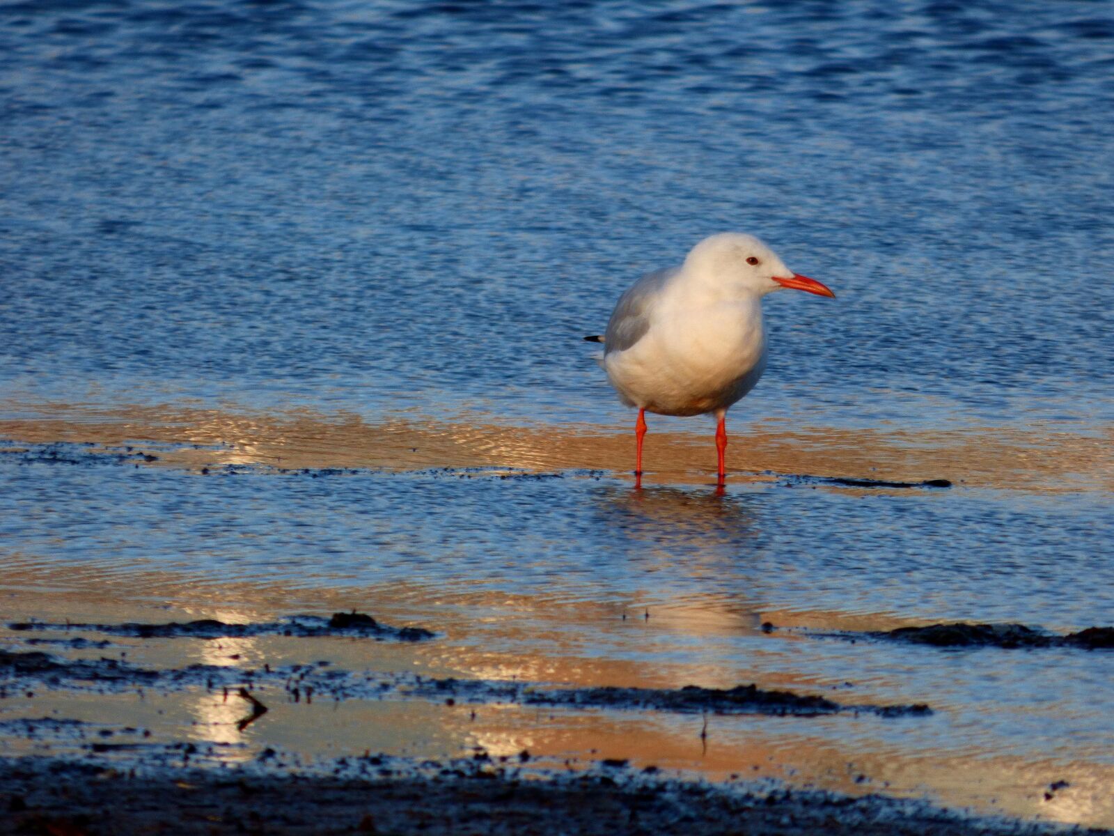 Panasonic DMC-FZ72 sample photo. Slender-billed gull, bird, birdwatching photography