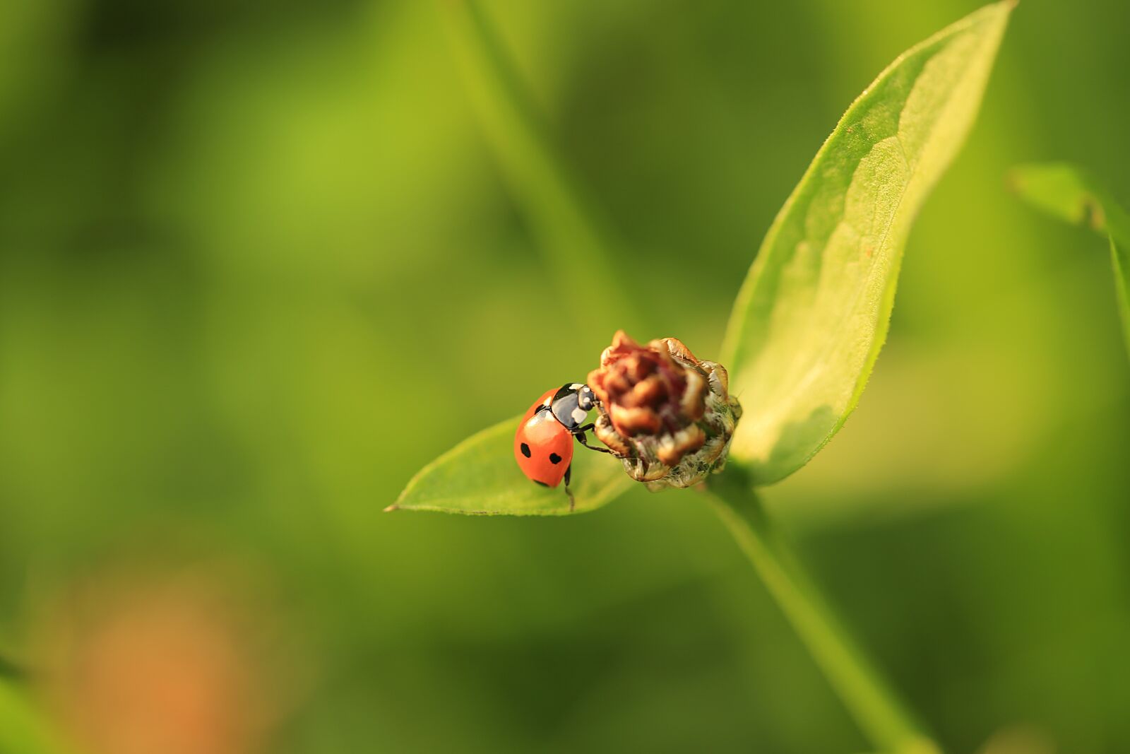 Canon EF 100mm F2.8L Macro IS USM sample photo. Ladybug, plant, animal world photography