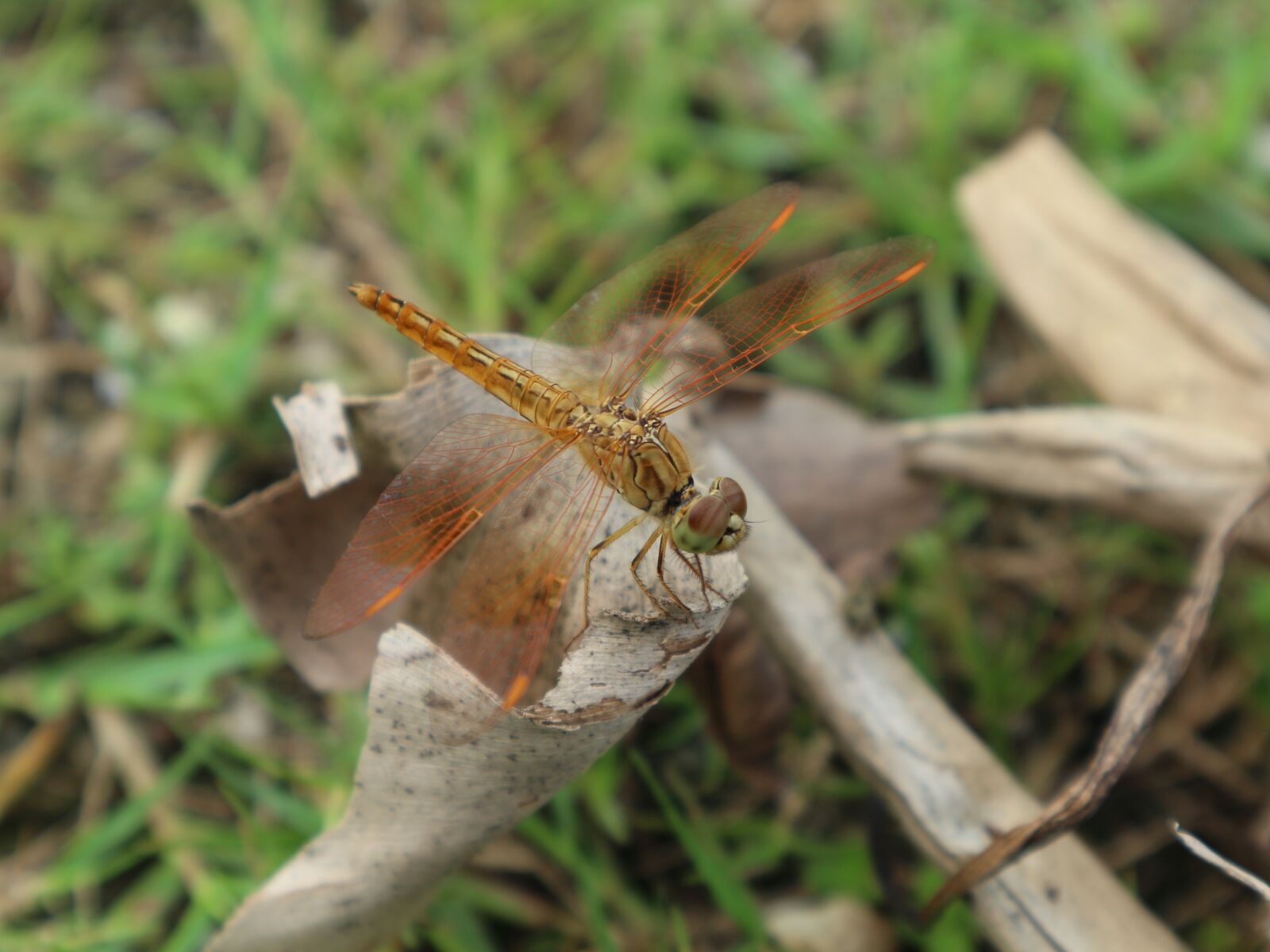 Canon EF-M 15-45mm F3.5-6.3 IS STM sample photo. Bug, insect, dragonfly photography