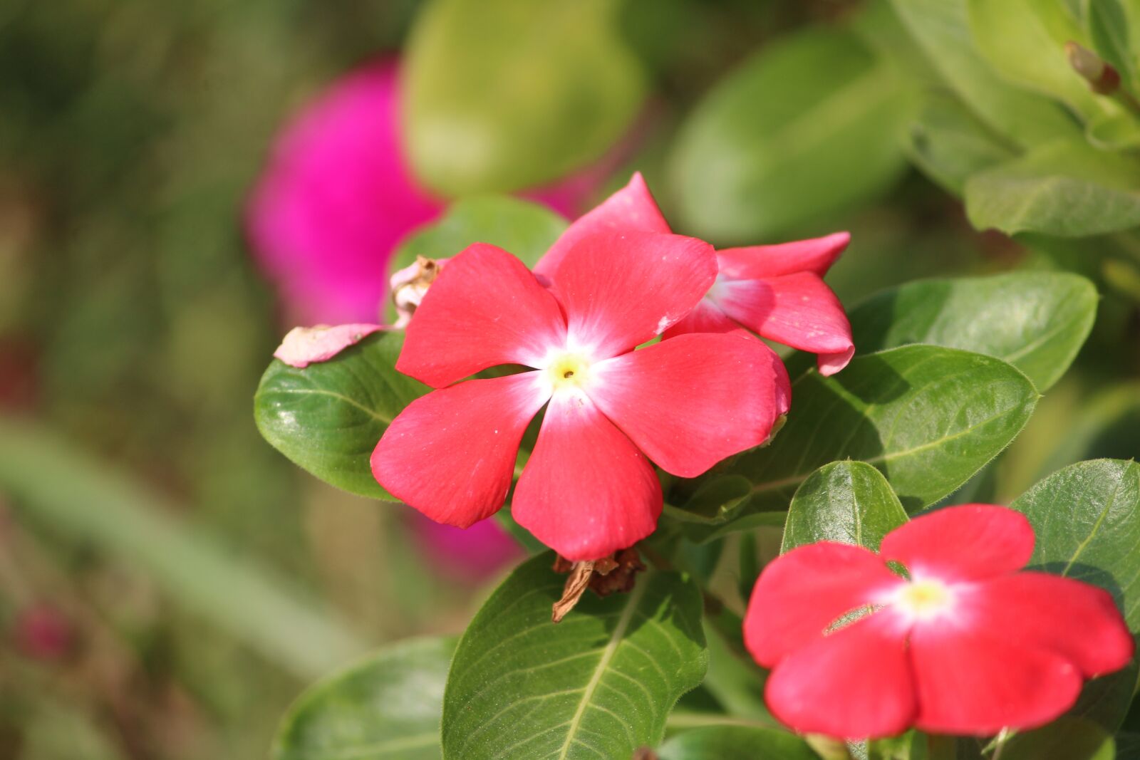 Canon EOS 1200D (EOS Rebel T5 / EOS Kiss X70 / EOS Hi) sample photo. Flower, pink, pink flowers photography