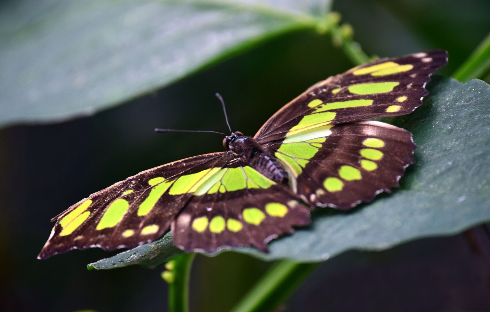 Nikon D3300 sample photo. Malachite, spirotea steles, butterfly photography