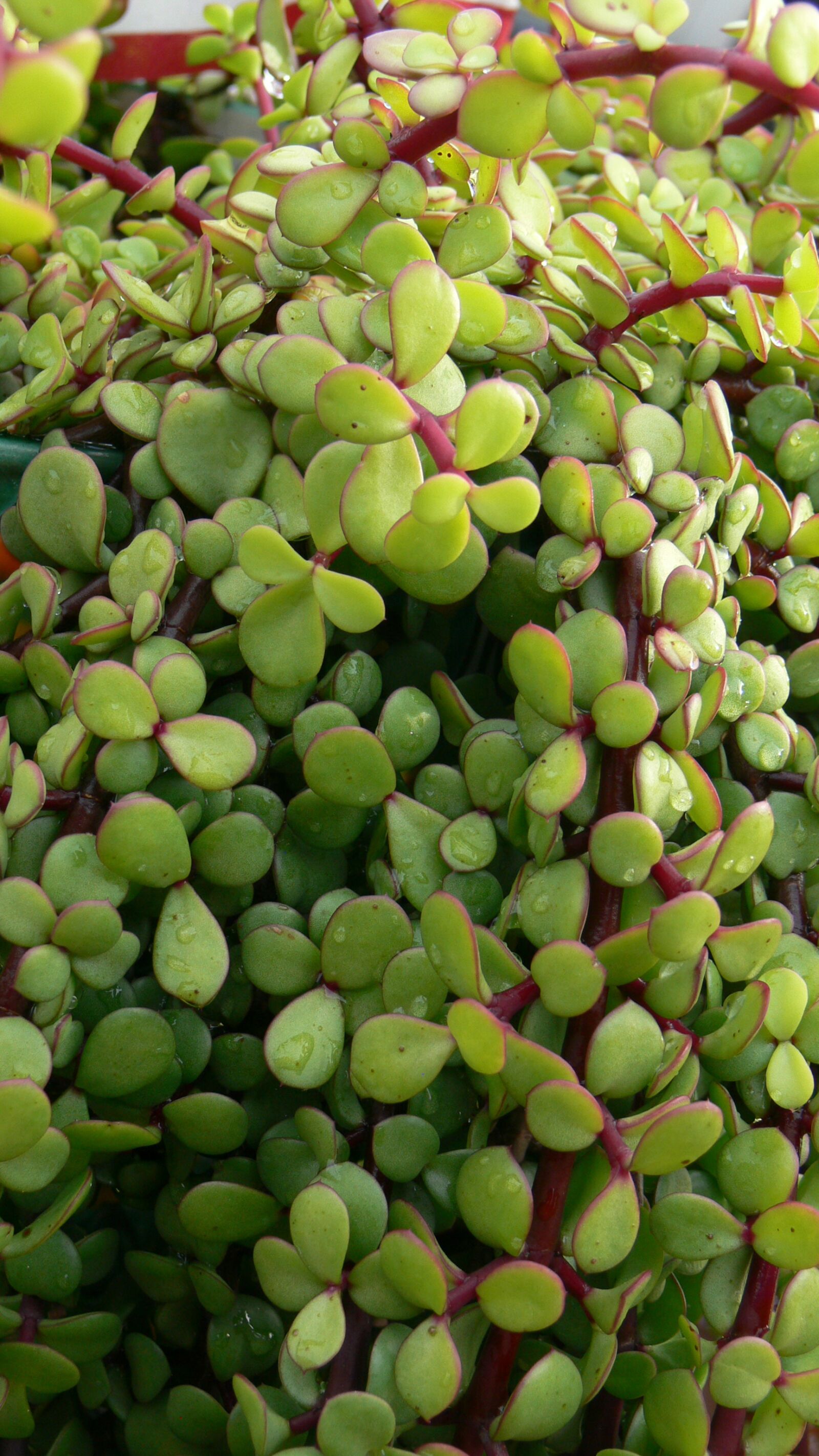 Panasonic DMC-FZ30 sample photo. Jade, succulent, green photography